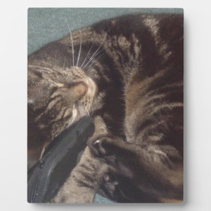 Playful Dave Fotoplatte