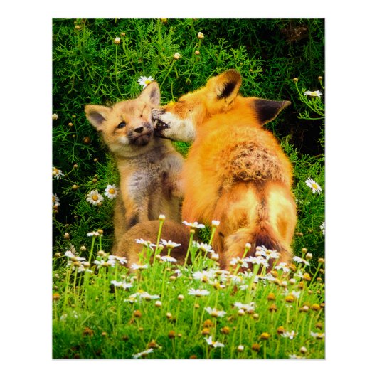 Playful Fox Kits Wildlife Nature Photography Print Poster (Vorderseite)