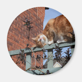 Playful Ginger Cat Magnet