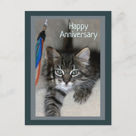Playful Kitten Kimber Anniversary Postcard Postkarte (Vorderseite)