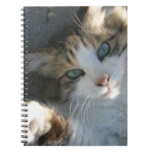 Playful Kitty Notizblock (Vorderseite)