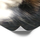 Playful Kitty Poster (Ecke)