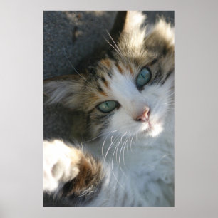 Playful Kitty Poster