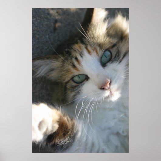 Playful Kitty Poster (Vorne)