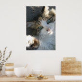 Playful Kitty Poster (Küche)