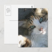 Playful Kitty Postkarte (Vorne/Hinten)