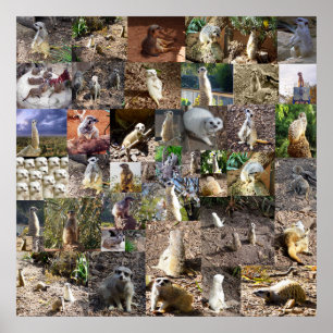 Playful Meerkats Large Foto Collage, Poster