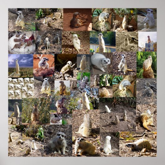 Playful Meerkats Large Foto Collage, Poster (Vorne)