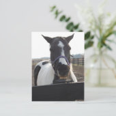 Playful Pinto Paint Horse Postkarte (Stehend Vorderseite)