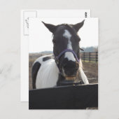 Playful Pinto Paint Horse Postkarte (Vorne/Hinten)