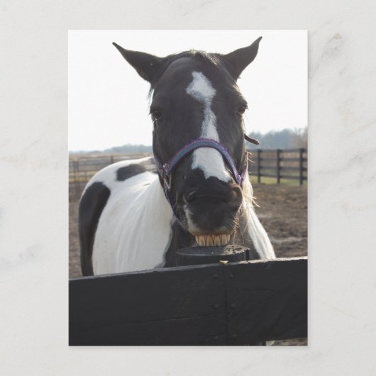Playful Pinto Paint Horse Postkarte (Vorderseite)