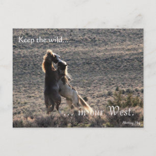 Playful, Pre-adressiert: Sec of the Interior Postkarte