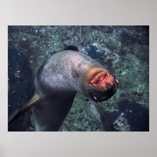 Playful Sea Lion Poster (Vorne)