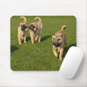 Playful Shar Pei Welppies Mousepad (Mit Mouse)