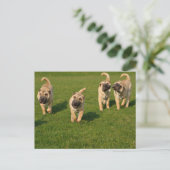 Playful Shar Pei Welppies Postkarte (Stehend Vorderseite)