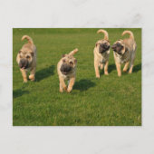 Playful Shar Pei Welppies Postkarte (Vorderseite)