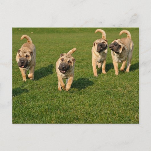 Playful Shar Pei Welppies Postkarte (Vorderseite)
