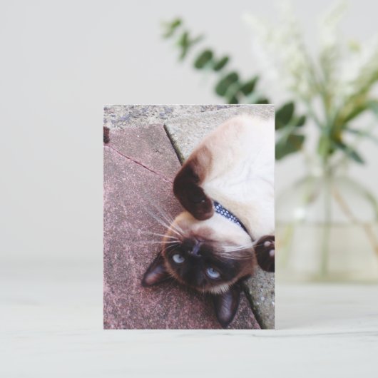 Playful Siamese Postkarte (Stehend Vorderseite)