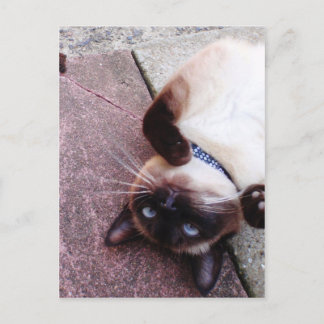Playful Siamese Postkarte
