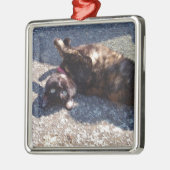 Playful Tortoiseshell Cat Silbernes Ornament (Links)