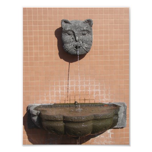 Plaza Cat Fountain Fotodruck (Vorne)