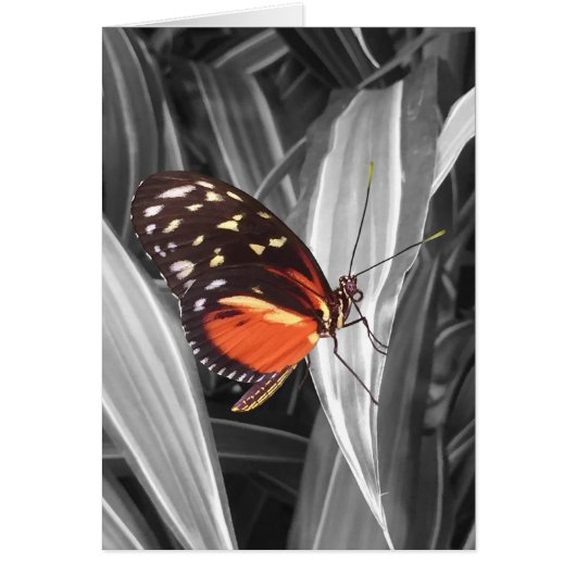 Pleasantville Butterfly - 5" x 7" Art Card (Vorne)