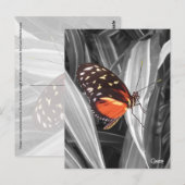 Pleasantville Butterfly - Postkarte (Vorne/Hinten)