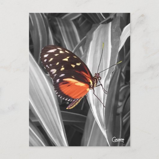 Pleasantville Butterfly - Postkarte (Vorderseite)