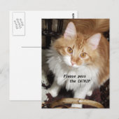 Please Pass the Catnip Cat Postcard Postkarte (Vorne/Hinten)