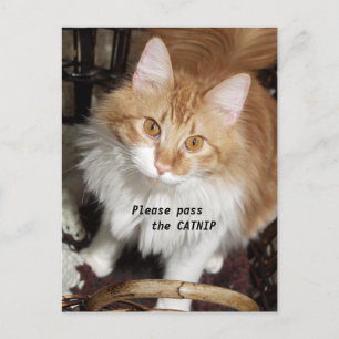 Please Pass the Catnip Cat Postcard Postkarte