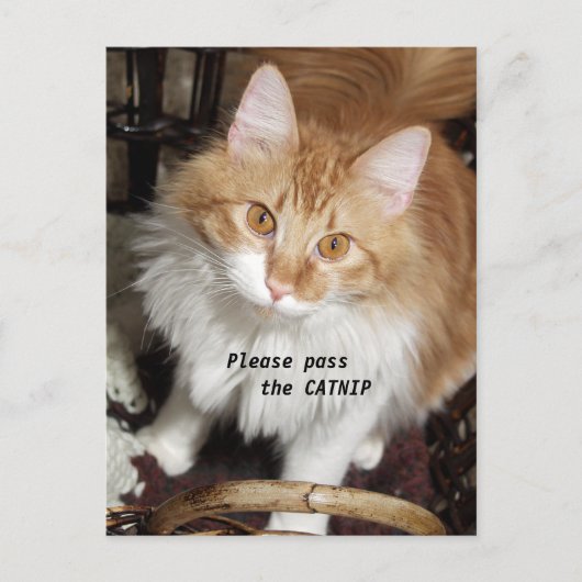 Please Pass the Catnip Cat Postcard Postkarte (Vorderseite)