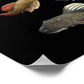 Pleco仲 間 ポ ス タのNr.01 Poster (Ecke)