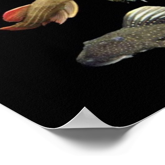 Pleco仲 間 ポ ス タのNr.01 Poster (Ecke)