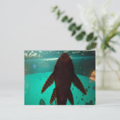 Pleco Postkarte (Stehend Vorderseite)