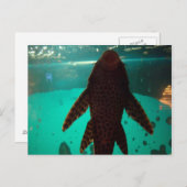 Pleco Postkarte (Vorne/Hinten)