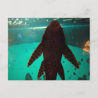 Pleco Postkarte
