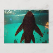 Pleco Postkarte (Vorderseite)