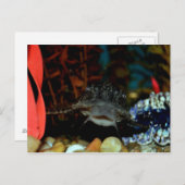 Pleco Watching Postkarte (Vorne/Hinten)