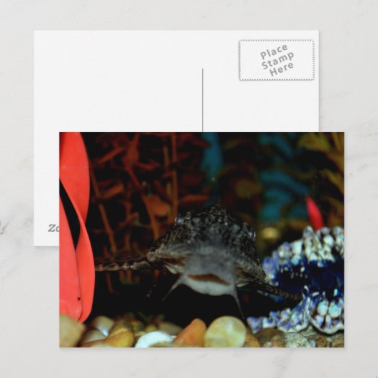 Pleco Watching Postkarte (Vorne/Hinten)