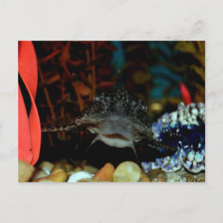 Pleco Watching Postkarte
