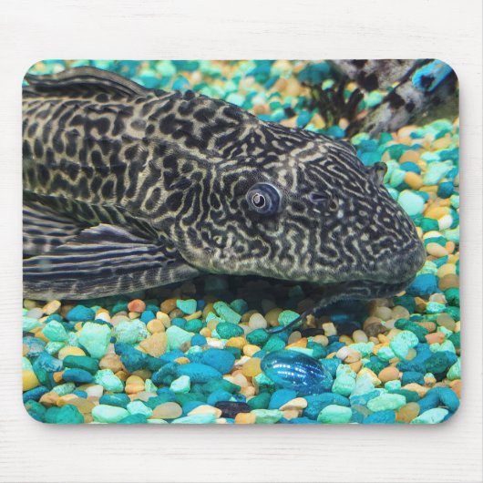 Plecostomus auf Kies Mousepad (Vorne)