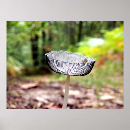 Pleed Inkcap Pilz Poster (Vorne)