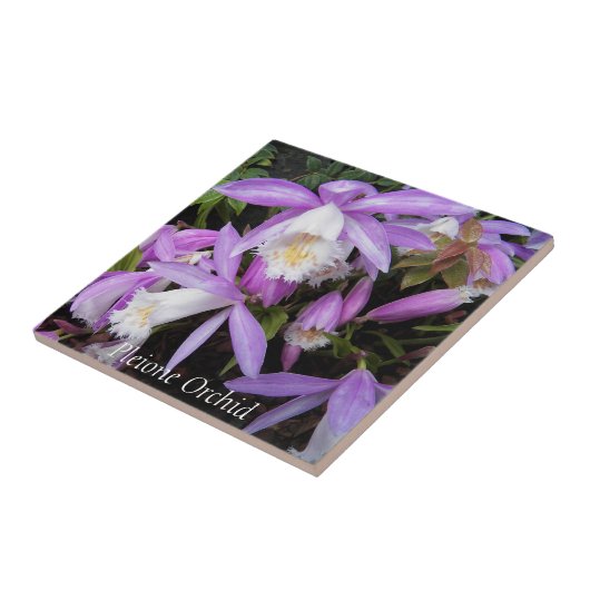 Pleione Windows Orchids Floral Fliese (Seite)