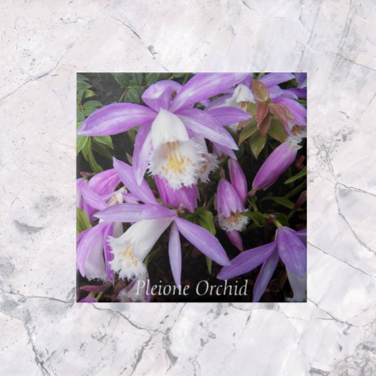 Pleione Windows Orchids Floral Fliese