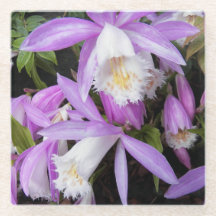 Pleione Windows Orchids Floral