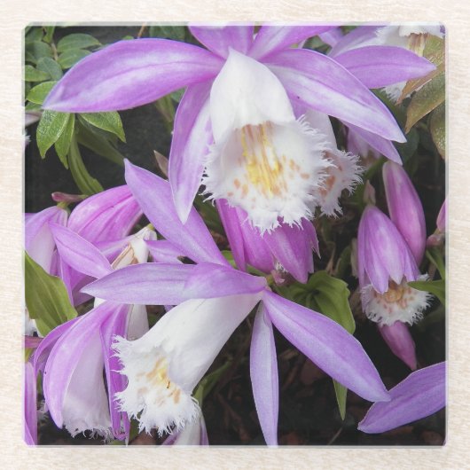 Pleione Windows Orchids Floral Glasuntersetzer (Vorderseite)
