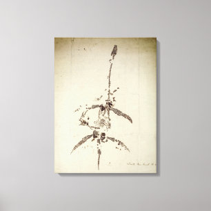 Plesiosaurus dolichodeirus leinwanddruck