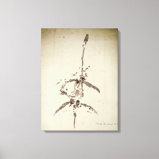 Plesiosaurus dolichodeirus leinwanddruck (Vorderseite)