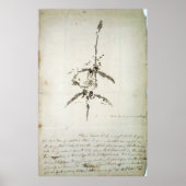 Plesiosaurus dolichodeirus poster (Vorne)