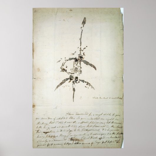 Plesiosaurus dolichodeirus poster (Vorne)